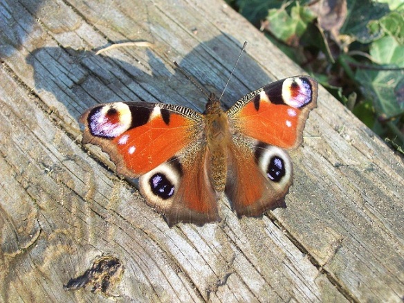 Kelebek - Schmetterling